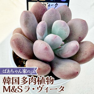 yӂ邳Ɣ[Łz΂Ƃ̊؍A M&S EB[^ 1c A A  ϗtA ؍c c CeA R ދ`  yVX[p[SALE 9J