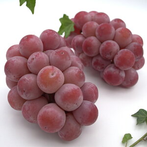 yӂ邳Ɣ[ŁzNCj[i 2`3[ v1.1kg y2025N9{`10{\z Ԃǂ uhE  햳 ʕ  t[c ① R ދ` 