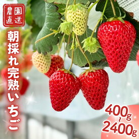 【ふるさと納税】完熟いちご 紅ほっぺ ほしうらら よつぼし かおり野 スターナイト 基準糖度12度以上 5品種食べ比べ 森育ち 冷蔵便 高級 贈答用・家庭用 選べるセット（産地直送）岡山県西粟倉村 M-FI-J15A【配送不可地域：北海道・沖縄・離島】