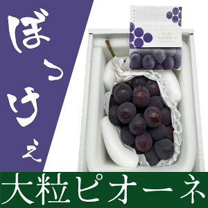 yӂ邳Ɣ[Łzڂ 嗱 j[sI[l 1[ 800gȏ ϔ Ԃǂ uhE   ʕ ʎ t[c fU[g  Mtg  Y R 璬 ①  y2