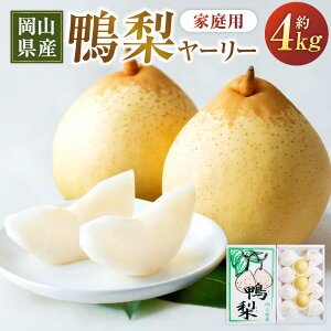 yӂ邳Ɣ[Łz [[ 4kg 6`13 ƒp Ȃ iV t[c  ʕ ʎ RY R 璬  y2025N11{`12{\z