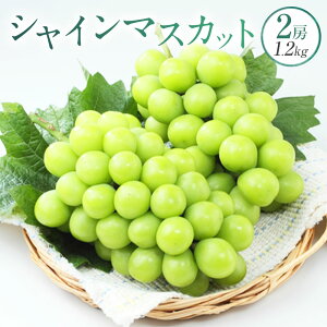 yӂ邳Ɣ[ŁzVC}XJbg 2[ 1.2kg }XJbg Ԃǂ uhE  Ȃ ʕ  t[c  fU[g ① RY R 璬 y2025N9{`10