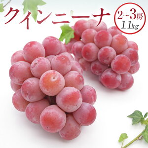 yӂ邳Ɣ[ŁzNC[j[i 2`3[ 1.1kg Ԃǂ uhE  Ȃ ʕ  t[c  fU[g ① RY R 璬 y2025N9{`10{\