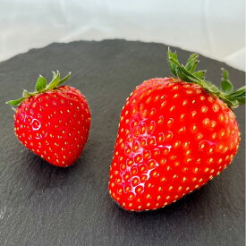 【ふるさと納税】【第2回全国いちご選手権にて全国トップ10入り】贈答用 プレミアム苺 美しの香 クレオパトラ（おいCベリー）＜選べる＞ 1粒入り×3箱 or 6粒入り×1箱 苺 いちご 果物 岡山県 送料無料 【2026年1月上旬～2月下旬発送予定】