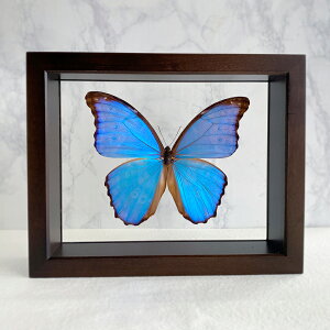 yӂ邳Ɣ[Łz W{ Flying Morpho ButterflyiĂԕ΁j tH 1 ᔽ UVtB }CNt@Co[1EAJCI~j{g1{ t ؐ tB K