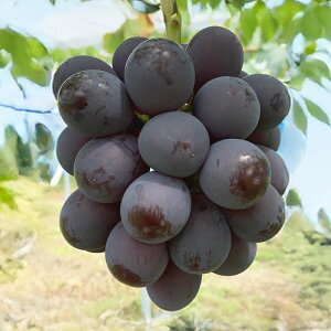 �y�ӂ邳�Ɣ[�Łz���I�ׂ�e�ʁ� �Ԃǂ� �j���[ �s�I�[�l 2�[ �i���v1.2kg�ȏ�j �^ 3�`4�[ �i���v2kg�ȏ�j 2026�N ��s�\�� �u�h�E ���� �j���[�s�I�[�l ���R���Y ���Y �t���[�c �ʕ� �M�t�g ��