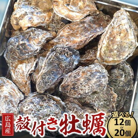【ふるさと納税】広島県産 草津かき(殻付き) 選べる個数 12個・20個 | 牡蠣 カキ 広島かき 広島牡蠣 貝 魚貝類 魚介類 オイスター 海鮮 海産物 殻付き 広島県 広島市