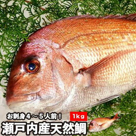 【ふるさと納税】【処理方法選択可】活き締め真鯛1尾（約1kg）タイ たい 刺身 鍋
