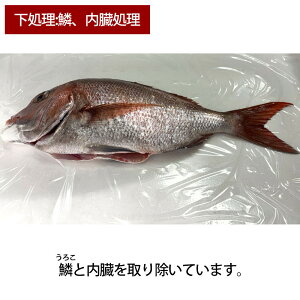 yӂ邳Ɣ[ŁzyΕzy@Izߐ^1i1kgj^C  hg  |    Hi lC  