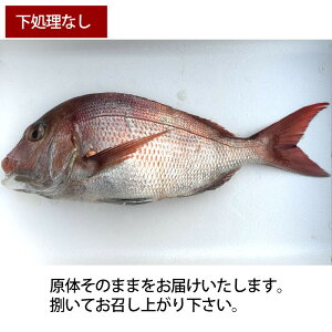 yӂ邳Ɣ[ŁzyΕzy@Izߐ^1i1kgj^C  hg  |    Hi lC  