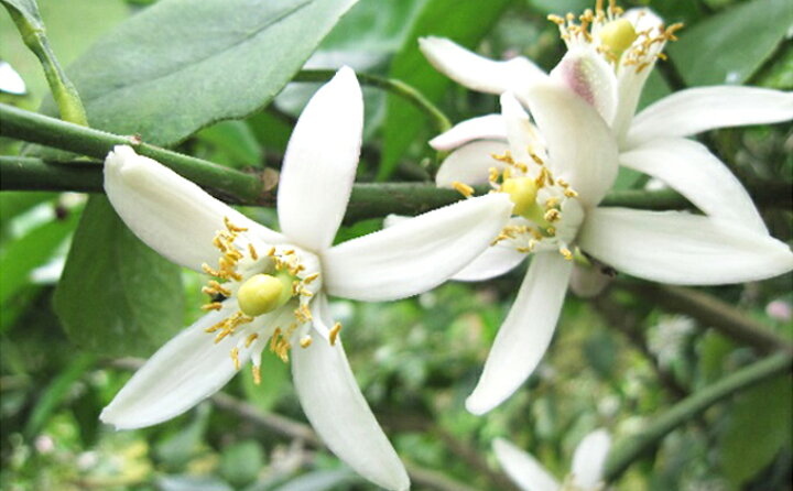 楽天市場 ふるさと納税 レモン花 化粧水 レ モイスト 上神農園 基礎化粧品 自然派化粧品 アロマ 広島県呉市