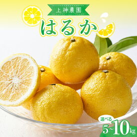 【ふるさと納税】 先行予約 上神農園 の はるか 約 5kg / 約 10kg【2026年2月下旬～発送】ミカン 蜜柑 フルーツ 果物 柑橘 お取り寄せグルメ 先行受付 爽やか 酸味 甘い さっぱり 日向夏 果肉 ジューシー 果汁 マーマレード 皮まで食べられる 国産 送料無料 広島県 呉市