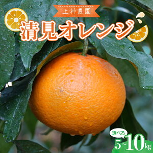 yӂ邳Ɣ[Łz s\ __  IW  5kg /  10kgy2026N3{`z~J  t[c ʕ k r^~C  Yn Y Y IW ʏ` 
