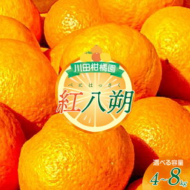 【ふるさと納税】【 2026年 1月 下旬～発送】川田柑橘園 広島県産 「紅八朔」4kg / 8kg 内容量 が 選べる はっさく みかん ミカン 蜜柑 フルーツ 果物 柑橘 ビタミンC お取り寄せ 国産 国内産 広島県 呉市 甘味 濃厚 さっぱり ジューシー 酸味 瀬戸内海 送料無料 産地直送