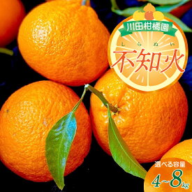 【ふるさと納税】川田柑橘園 広島県産 大長柑橘 「 不知火 ( しらぬい )」 選べる 4kg / 8kg みかん 蜜柑 フルーツ 果物 柑橘 ビタミンC クエン酸 濃厚 甘味 爽やか 酸味 糖度 果汁 たっぷり ジューシー 2月 3月 冬 旬 お取り寄せ 数量限定 送料無料 国産 国内産 広島県 呉市