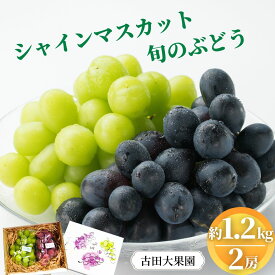 【ふるさと納税】シャインマスカット 旬のぶどう 竹原葡萄 詰め合わせ 約1.2kg（2房） 古田大果園 ぶどう フルーツ ブドウ 葡萄 果物 広島県産　【 減農薬 食感 食べ比べ ピオーネ 安芸クイーン 瀬戸ジャイアンツ 】　※2025年9月上旬～9月下旬頃に順次発送予定