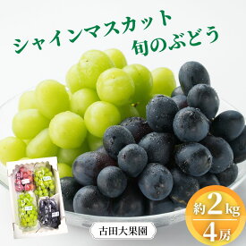 【ふるさと納税】シャインマスカット 旬のぶどう 竹原葡萄 詰め合わせ 約2kg（4～5房） ぶどう ブドウ 葡萄 フルーツ 果物 広島県産　【 減農薬 食感 食べ比べ ピオーネ 安芸クイーン 瀬戸ジャイアンツ 】古田大果園 ※2025年9月上旬～9月下旬頃に順次発送予定