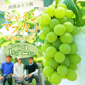【ふるさと納税】【選べる内容量！】西部ぶどう園 シャインマスカットと旬のぶどうセット 1~2kg 葡萄 ぶどう ブドウ シャインマスカット フルーツ 果物 数量限定 ※沖縄・離島への配送不可 ※2025年9月下旬～10月下旬頃に順次発送予定