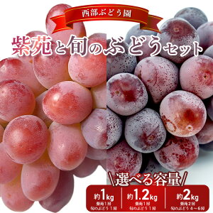 yӂ邳Ɣ[ŁzyIׂeʁIzԂǂ  {̂ԂǂZbg 1~2kg  Ԃǂ uhE t[c ʕy炲  Ԃǂ x l W[V[ Â pz