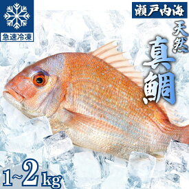 【ふるさと納税】瀬戸内「天然」真鯛 まるごと姿 1kg〜2kg ウロコ・内蔵下処理済み（急速冷凍）| 鯛 マダイ タイ 鯛めし 鯛茶漬け ブロック 海鮮 魚介 即日加工 鮮度抜群 個包装 おせちにもおすすめ