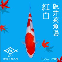 楽天市場】紅白 錦鯉の通販