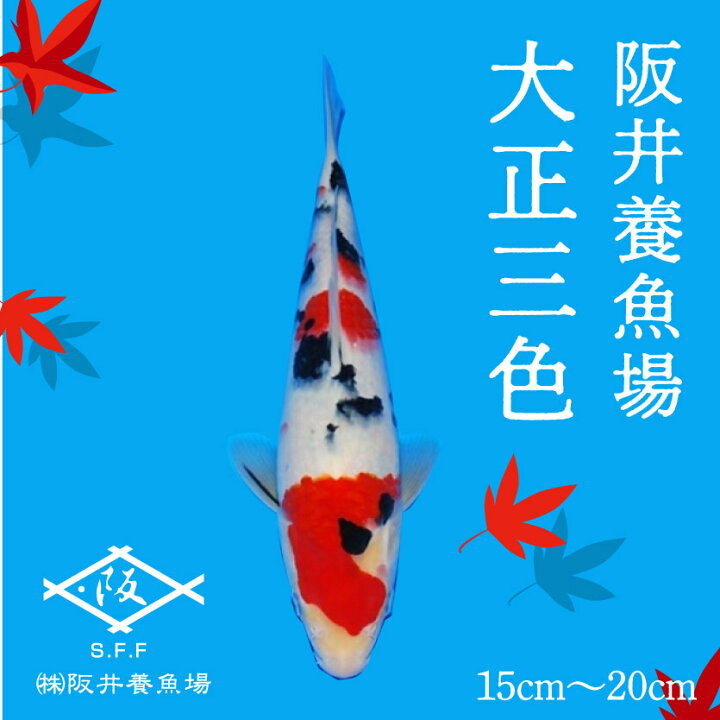 楽天市場】【ふるさと納税】阪井養魚場 錦鯉 大正三色 当歳 1匹 ※写真 