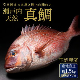 【ふるさと納税】瀬戸内産 天然真鯛 約1.5kg（500g×3匹）【調理が楽ちん！選べる下処理/鱗・内臓処理/三枚おろし・真空パック】鯛 天然鯛 真鯛 天然 鮮魚 下処理済 三枚おろし 瀬戸内 広島県 三原市　154001-r