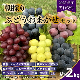 【ふるさと納税】【先行予約】久和田農園の朝採り ぶどう 詰め合わせ 2kg 葡萄 ブドウ 食べ比べ フルーツ 果物 令和7年度お届け 広島県 三原市 034008