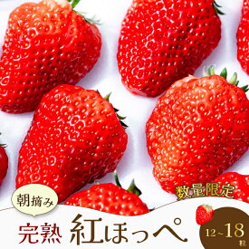 【ふるさと納税】【先行受付・数量限定】朝摘み完熟☆紅ほっぺ いちご 果物 イチゴ 12～18個（400g～600g） 2026年1月頃発送予定　三原いちご園 苺 フルーツ 041001