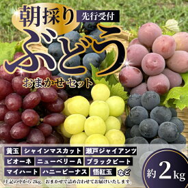 【ふるさと納税】【先行受付】久和田農園の朝採り ぶどう 詰め合わせ 2kg 葡萄 ブドウ 食べ比べ フルーツ 果物 2026年お届け 広島県 三原市 034008