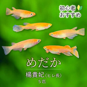 �ԗ�i�摜
