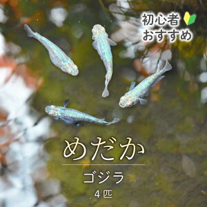�ԗ�i�摜