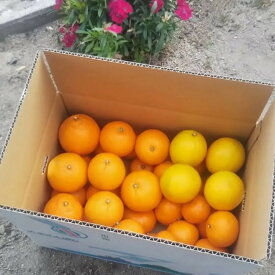 【ふるさと納税】尾道柑橘 バラエティーセット 3kg・5kg・10kg・15kg | 早生みかん 石地みかん レモン はるみ 不知火 フルーツ 果物 くだもの 食品 人気 おすすめ 送料無料　尾道市 広島