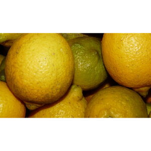 yӂ邳Ɣ[Łz_@VN@2.5kg(18`25xj