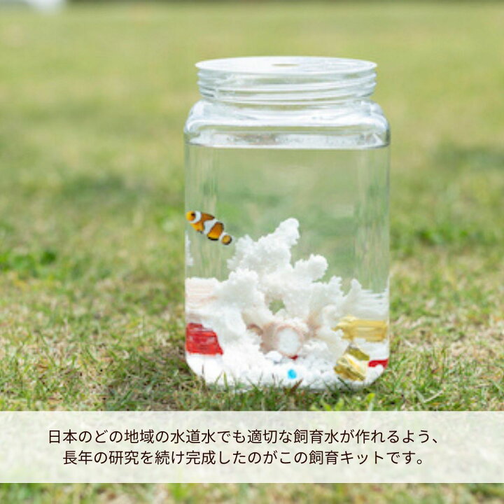 楽天市場 ふるさと納税 カクレクマノミ付き飼育セット 死亡保障1ヶ月 ボトルアクアリウムマリン2 F21l 555 広島県福山市 楽天市場 ふるさと納税 カクレクマノミ付き飼育セット 死亡保障1ヶ月 ボトルアクアリウムマリン2 F21l 555 広島県福山市