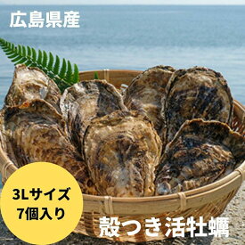 【ふるさと納税】〈3Lサイズ7個〉年中うまい！丹精込めた「うつみかき小町」(殻付) | かき小町 牡蠣 カキ かき 殻付 焼き牡蠣 冷蔵 貝 魚介 海産物 広島県 福山市