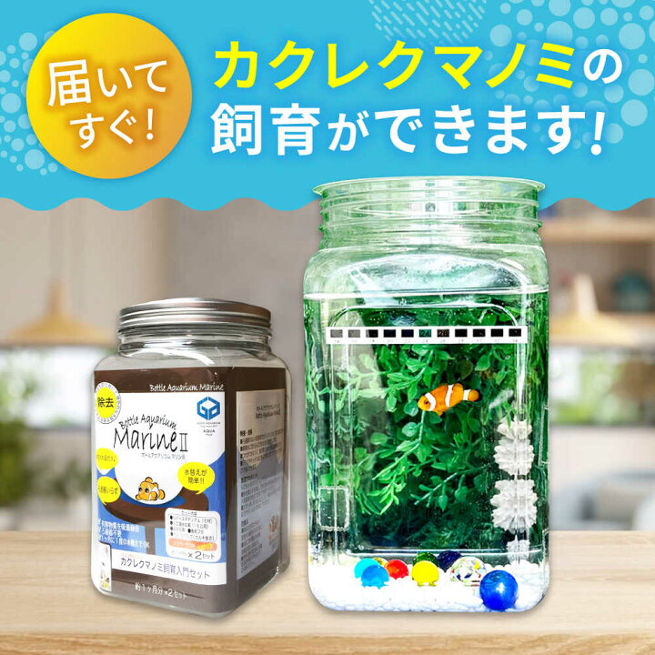楽天市場】【ふるさと納税】水槽 カクレクマノミ飼育セット（1ヶ月死亡 