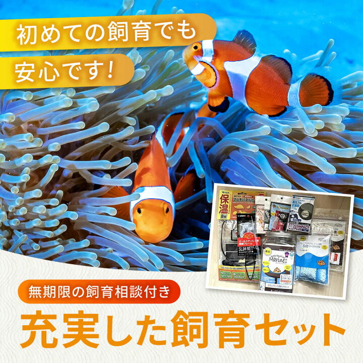 楽天市場】【ふるさと納税】水槽 カクレクマノミ飼育セット（1ヶ月死亡 