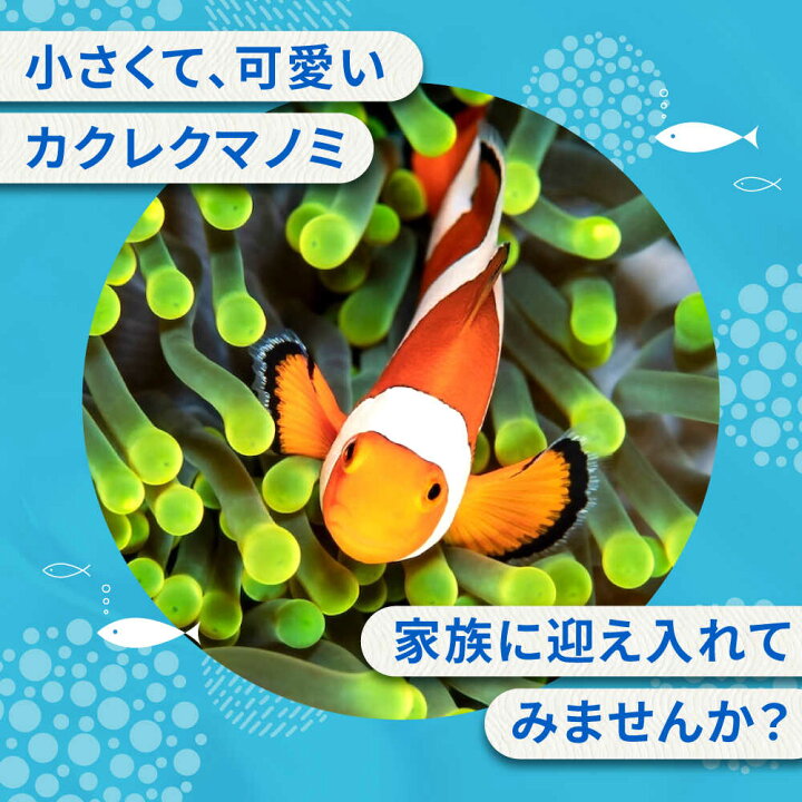 楽天市場】【ふるさと納税】水槽 カクレクマノミ飼育セット（1ヶ月死亡 