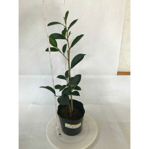 yӂ邳Ɣ[ŁzA ̎REiTJLj c؁i1|bgj:40cm LRs/я {  c nA _I v^[ ϗtA[BAEA007]