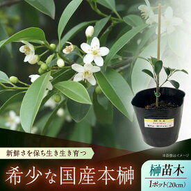 【ふるさと納税】植物 福の山・榊（サカキ） 苗木(1ポット):20cm おすすめ 人気 庭木 生垣 目隠し ガーデニング 家庭菜園 常緑樹 国産 縁起物 贈り物 ギフト プレゼント 本榊 さかき 苗木 地植え 神棚 プランター 観葉植物 植物 広島県福山市/小林商事[BAEA009]