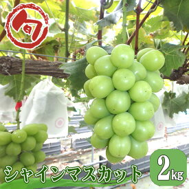 【ふるさと納税】No.769 シャインマスカット 約2kg ／ 根域制限栽培 ぶどう フルーツ 果物 送料無料 広島県