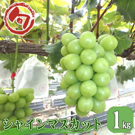 【ふるさと納税】No.962 シャインマスカット　約1kg ／ 根域制限栽培 ぶどう フルーツ 果物 送料無料 広島県