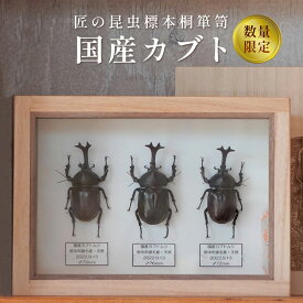 【ふるさと納税】【数量限定】匠の昆虫標本桐箪笥「国産カブト」 ／ 昆虫標本 国産カブト カブトムシ 標本箱 桐箪笥 桐箱 桐 ガラス 天然木 レーザー加工 UV特殊印刷 木目 伝統工芸 数量限定 10個 No.575