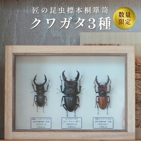 【ふるさと納税】【数量限定】匠の昆虫標本桐箪笥「クワガタ3種」 ／ 昆虫標本 クワガタ ヒラタクワガタ ミヤマクワガタ ノコギリクワガタ 標本箱 桐箪笥 桐箱 桐 ガラス 天然木 レーザー彫刻 UV特殊印刷 木目 数量限定 No.576