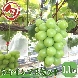 【ふるさと納税】シャインマスカット　約1.1kg［No.962］／ 根域制限栽培 ぶどう フルーツ 果物 送料無料 広島県