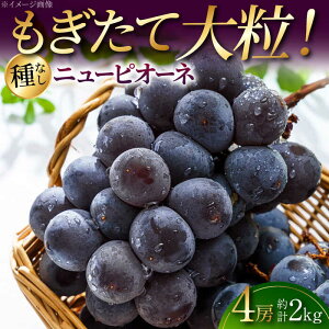 �y�ӂ邳�Ɣ[�Łz�y2026�N��s�\��z �j���[�s�I�[�l 4�[�i��2kg�j ��8�����{�����珇�������� �O���̕��� ��Ȃ� �Ԃǂ� �s�I�[�l �M�t�g �t���[�c �ʕ� �u�h�E �I�n�͔| �����p �嗱 �Â� �W