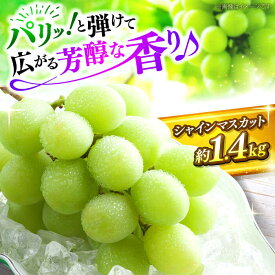 【ふるさと納税】【先行予約】【9月上旬から9月下旬に順次発送】シャインマスカット 2房（約1.4kg） 種なし フルーツギフト ギフト 高級 果物 三次市/黒瀬ぶどう園[APAB002]