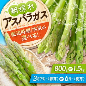 【ふるさと納税】【スピード発送】アスパラ ＜選べる容量＞ アスパラガス 朝採れ（約800g or 約1.5kg）先行予約 とれたて 採れたて 朝採れ やさい 旬 春野菜 夏野菜 野菜 人気 おすすめ 産地直送 国産 送料無料 ギフト 贈り物 プレゼント 三次市 / 福分アスパラ[APAU001]