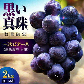 【ふるさと納税】【数量限定】【先行予約】【8月下旬以降順次発送】 三次ピオーネ 露地栽培 ム印 2kg （3〜5房） 70セット限定 ぶどう ピオーネ 葡萄 ブドウ フルーツ 果物 三次市 / 三次ピオーネ生産組合 [APBD003]